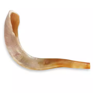 Cuerno de Oveja Natural Pulido de Fábrica, Decoración para el Hogar de Animales por Saniya Handicraft - Product Image 4