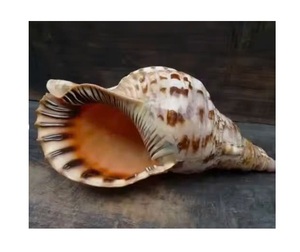 Vente différentes tailles femelle Triton trompette coquilles naturel océan mer coquille Souvenir Collection coquillages pour l'exportation - Product Image 1
