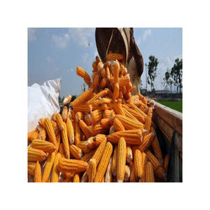 ข้าวโพดสีเหลือง/ข้าวโพดเลี้ยงสัตว์/ข้าวโพดสีเหลืองสำหรับอาหารสัตว์ปีก - Product Image 1