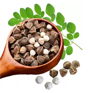Graines de Moringa de qualité supérieure - Product Image 4
