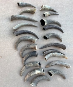 Cuernos de Búfalo Naturales y Puntas de Cuerno de Animales Crudos de Tamaño Personalizado para Exportación, Proveedor de la India - Product Image 6