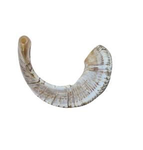 Shofar en corne de bélier naturelle de qualité supérieure, poli, instrument religieux juif, inspiré des artisans royaux, style animal, fabrication européenne sur mesure - Product Image 5