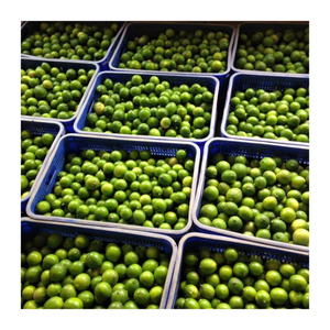 Lime verte fraîche du Vietnam/Agrumes sans pépins de citron de haute qualité/Goût authentique aigre naturel 100% - Product Image 3