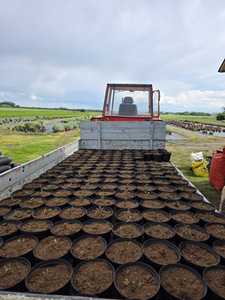 Premium Sphagnum Peat Moss <b>Potting</b> Mix Ideal <b>potting</b> soil for decorative greenery vegetables and <b>herbs</b> - Product Image 2