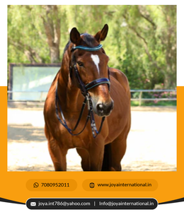 ชุดเดรสแบบพับได้สีน้ำตาลอ่อนพับได้รุ่นลิมิเต็ด - Product Image 2