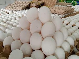 Œufs fécondés Cobb 500 Fresh Style, brun et blanc, origine Pays-Bas - Product Image 3