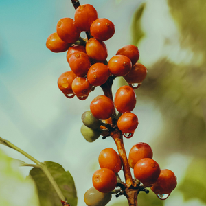 Café de variedad Arábica procesado verde tostado intenso Robusta - Product Image 2