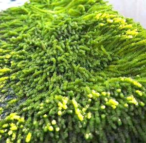 100% Deliciosa uva de mar seca natural para exportación en Vietnam - Product Image 2