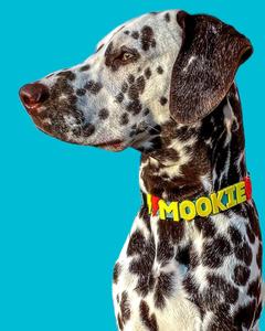 Correa y Collar Personalizables para Perro, Material de Nailon, con Dijes, para Vacaciones de Verano - Product Image 6