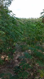 Harina de Tapioca Premium - Tapioca Limpia para Alimentos, Industria de Papel - Origen Vietnam, 24 Meses de Caducidad - Proveedor HEBES Asia - Product Image 6