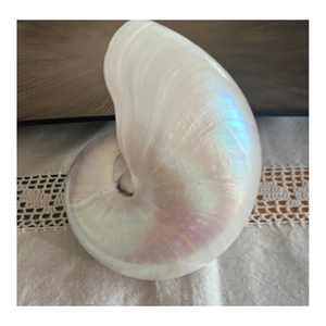 Chambered Nautilu Conch Shell Tiger Chambered Beautiful Giant Seashell pour Home Decor Display Shell Seashell Parnment-Caryln - Product Image 3