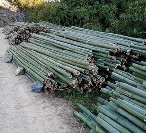 Poteaux de clôture en bambou de haute qualité du Vietnam soutien solide pour les clôtures de construction et de construction agricoles à bas prix - Product Image 4