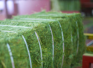 Heno de Alfalfa Fresco Cortado a Granel, Empacado Naturalmente en Pacas, Listo para Enviar, Heno de Alfalfa de Primera Calidad para Exportación en Existencia - Product Image 2