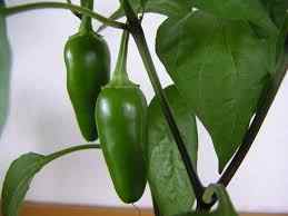 200 Pcs Seeds Rare Hot Quality Organic Pickled Hot Pepper Seeds Gift Seed