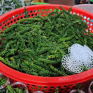 Pimienta Verde Fresca de Alto Aroma en Rama, Suministro de Vietnam para Importadores Globales de Especias - Product Image 1