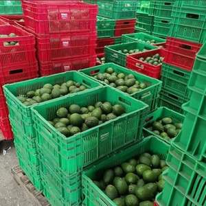 Aguacate Hass Premium al por Mayor - Sabor Dulce, Alta Calidad, Mejor Precio, Directo de los Productores - Product Image 5