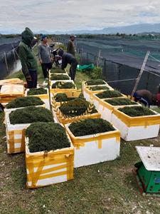 องุ่นทะเลอบแห้งลาโต /latok/สาหร่ายทะเลจากบริษัท takimex ระดับโลกในเวียดนามส่งออกในถุง - Product Image 5