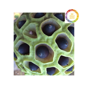 เมล็ดบัวดำอบแห้งคุณภาพสูงจากเวียดนามเหมาะสำหรับอุตสาหกรรมอาหารและเครื่องดื่มเพื่อการส่งออกทั่วโลก - Product Image 3