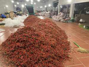 Piment rouge congelé IQF en vrac RED CHILLI sans produits chimiques, saveur riche, qualité culinaire 99 or données Vietnam meilleur prix - Product Image 5