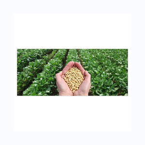 Soja jaune de haute qualité non OGM (8,0 mm) Emballage en vrac séché - Product Image 5