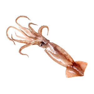 Suministro a granel de calamares japoneses con el mejor manejo de calidad - Product Image 2