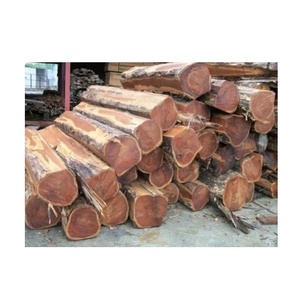Offre limitée : Achetez en gros des grumes de bois Bilinga et profitez d'une réduction importante sur vos prochaines fournitures de bois dès aujourd'hui - Product Image 2