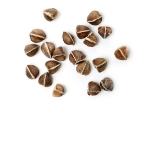 Extrait de plantes indiennes de Moringa sauvage-Plante cultivée au prix de gros - Product Image 1