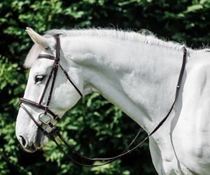 Brida de caballo Precio al por mayor Brida de caballo de alta calidad hecha de cuero REAL - Product Image 4