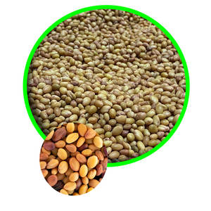 Berseul Clover | ใช้กันทั่วไปในการผสมอาหารสัตว์ - Product Image 3