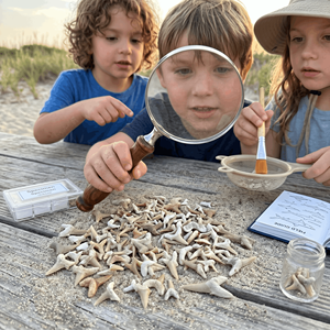 Fossiles de dents de requin naturelles marocaines de qualité supérieure en gros |   Spécimens de paléontologie en vrac pour kits de fouilles et magasins STEM | - Product Image 3