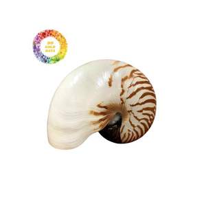 เปลือกหอยหอยโข่งธรรมชาติสำหรับการตกแต่งที่ไม่เหมือนใครงานฝีมือศิลปะคุณภาพสูงและเครื่องประดับส่งออกจากเวียดนาม - Product Image 1