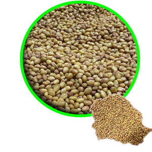 Berseul Clover | ใช้กันทั่วไปในการผสมอาหารสัตว์ - Product Image 5