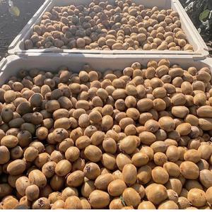 Kiwi de qualité AA, biologique, 100% frais, variété Hayward, classe I, Brix élevé 9,5+, qualité export, mûr, vente en gros - Product Image 5