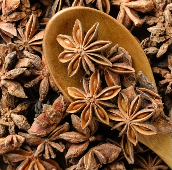 Good Quality from Vietnam Star Anise Spring at Good Prices Spices And Herbs For Food Ingredients Manufacture