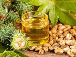 น้ำมันละหุ่งสกัดเย็น/น้ำมันละหุ่งในบรรจุภัณฑ์ต่างๆ (30มล./100lm/120มล./500มล.) ที่ติดโลโก้แบรนด์ตามต้องการ - Product Image 2