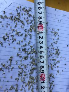 ตะไคร้แห้งคุณภาพสูงสำหรับตลาดต่างประเทศ - Product Image 3