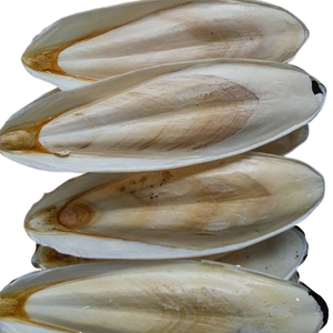 the best quality dried cuttlefish bone in bulk/ dried cuttlefish