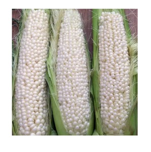 เมล็ดข้าวโพดสีขาวและสีเหลืองสดใหม่สำหรับขาย จำหน่ายส่งจำนวนมาก พร้อมจัดส่งออกนอกประเทศทั่วโลก - Product Image 5