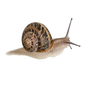 Escargots de haute qualité congelés pour les restaurants culinaires, la cuisine de plats gastronomiques, l'agriculture, l'exportation, les commandes en gros dans le monde entier - Product Image 6