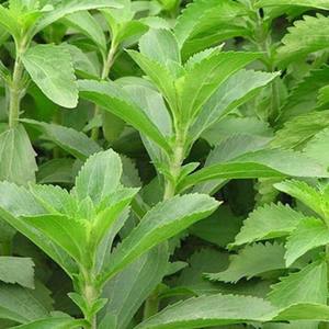 STEVIA RABAUDIANA SÉCHÉE À VENDRE CULTURE - Product Image 4