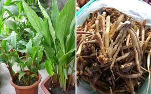 Raíz de Dedo Exótica del Sudeste Asiático para Importadores de Especias y Creadores de Comida - Product Image 3