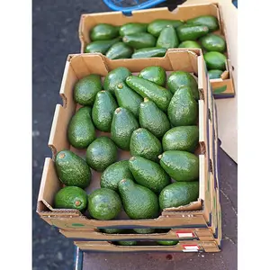 Schlussverkauf frische Premium-Avocado aus Mexiko  hochwertig, preiswert, direkt von den Herstellern auf den Philippinen