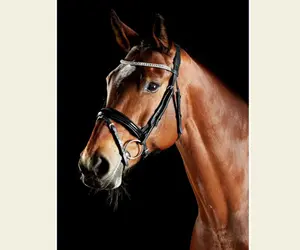 Collegiate Luna Bridle Fabriqué à partir de cuir européen de haute qualité Le casque anatomique est doté d'un rembourrage super doux - Product Image 1