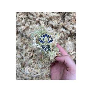 Vietnam High Quality Dried Forest White Moss to Warm <b>Tree</b> Plant - Product Image 1