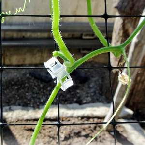 Agricultural Plastic Garden Clips Plant <b>Support</b> Trellis and Vine Clips for <b>Tomatoes</b> Vegetables <b>Tomato</b> Clips for Garden <b>Support</b> - Product Image 2