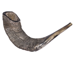 Prix unitaire de gros Corne de bélier moyenne Shofar casher poli fabriqué en israël Corne de kudu à vendre - Product Image 1