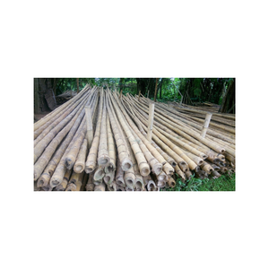 Tube de poteaux en bambou vietnamien pour projets de construction et d'aménagement paysager exportateur fort et droit par 99GD - Product Image 1