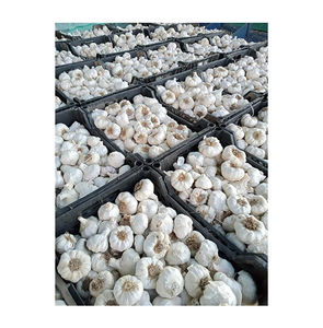 Ajo blanco seco y fresco de alta calidad, origen Premium, verduras de gran venta en Egipto, precio de mercado competitivo, compradores mayoristas - Product Image 1