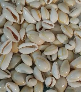 Giá tốt nhất trên đánh bóng Việt Vàng cowrie <span class=keywords><strong>Shell</strong></span> hàng thủ công tự nhiên sản phẩm cowrie seashells vỏ sò biển - Product Image 4