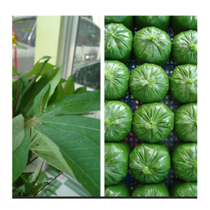 Fournisseur OEM de feuilles de manioc surgelées en vrac Vietnam pour l'exportation mondiale - Product Image 5